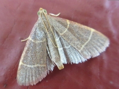 Hypsopygia glaucinalis