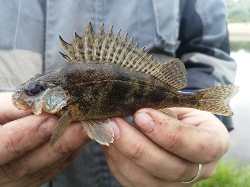Balon's ruffe (Gymnocephalus baloni) — Percidae