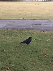 Corvus corone