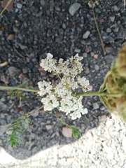 Daucus carota