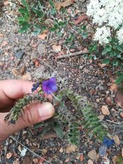 Echium vulgare