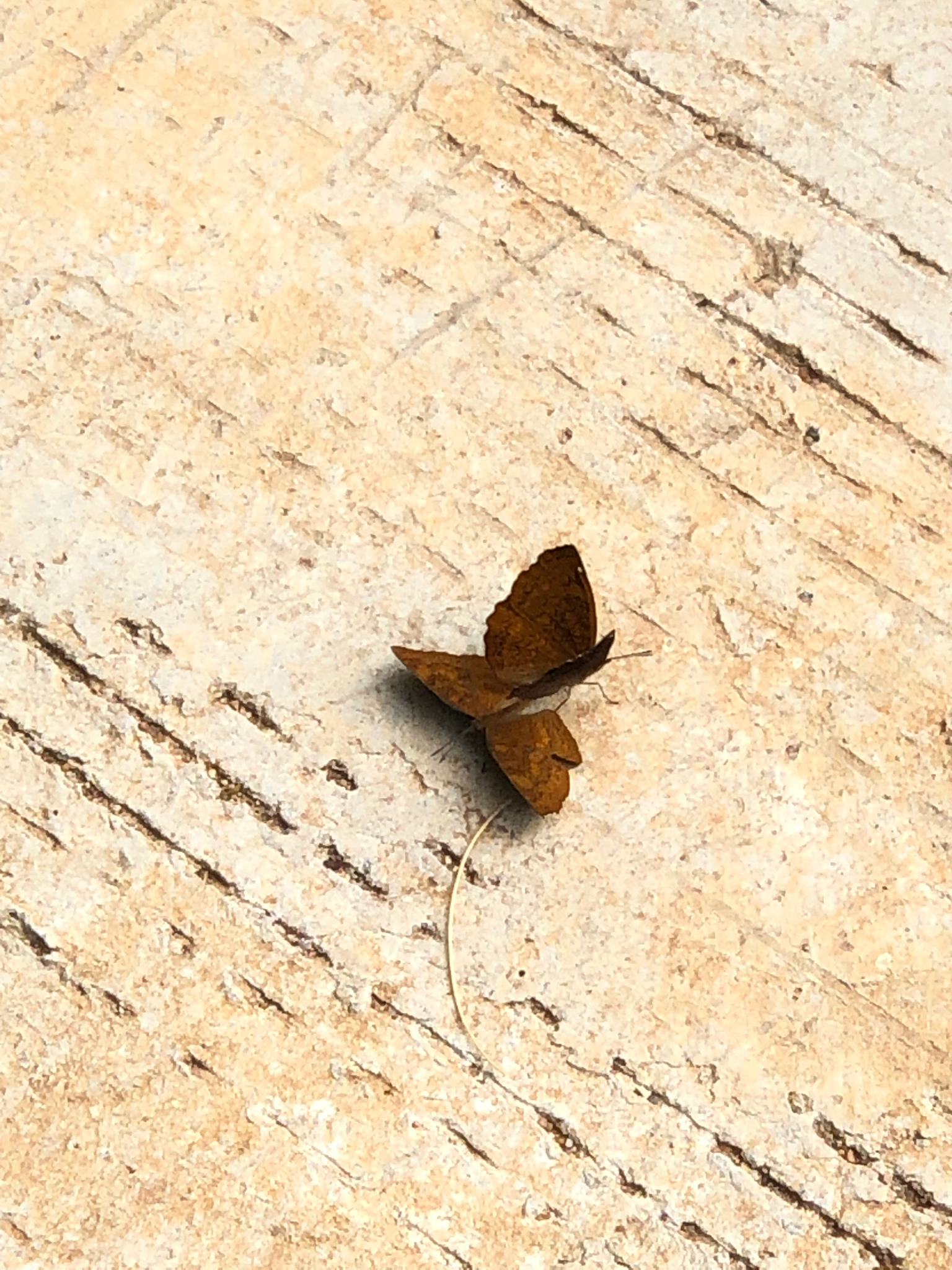Common Castor