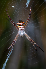 Argiope caledonia