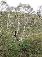 Eucalyptus fasciculosa