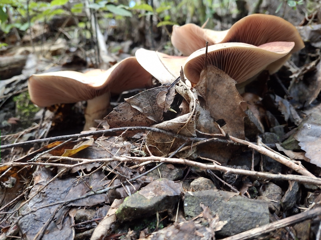 Hebeloma victoriense · June 2025 · photo: © dinornis (iNaturalist, cc0)