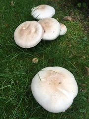 Agaricus campestris