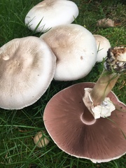 Agaricus campestris