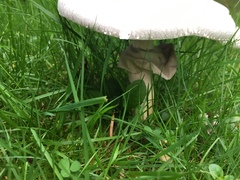 Agaricus campestris