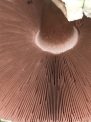 Agaricus campestris