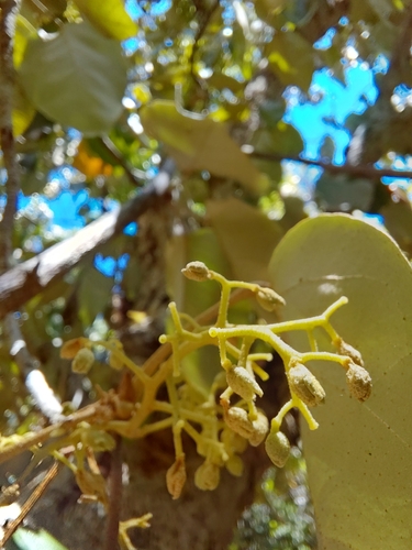 Heritiera longipetiolata observed 2025-06-21