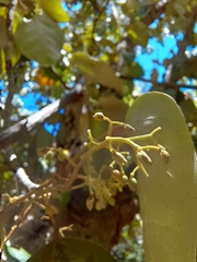 Heritiera longipetiolata, photograph (c) fletchermoore, some rights reserved (CC BY)