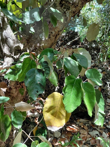 Heritiera longipetiolata, photograph 2