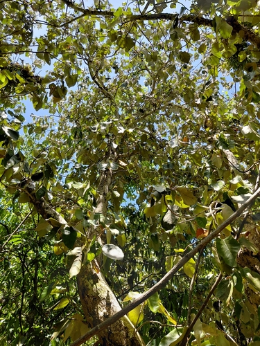 Heritiera longipetiolata, photograph 3