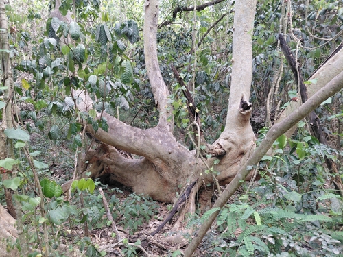 Ipil (Intsia bijuga)