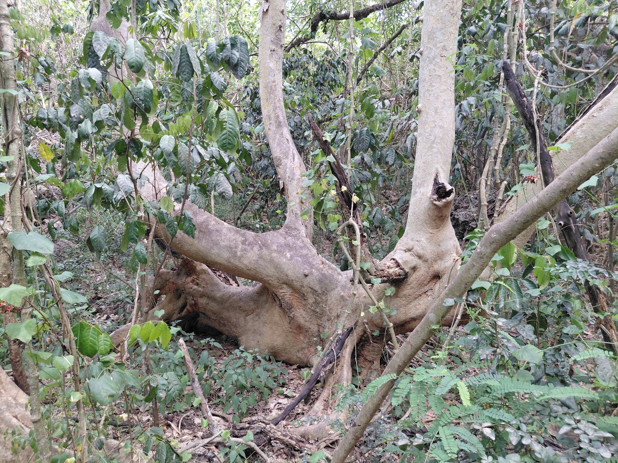 Ipil (Intsia bijuga)