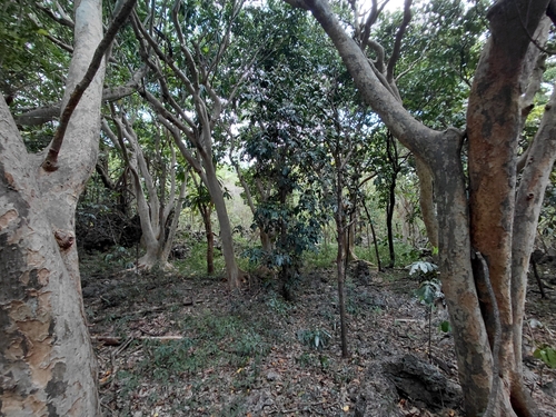 Intsia bijuga, photograph 2