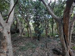 Intsia bijuga, photograph (c) fletchermoore, some rights reserved (CC BY)