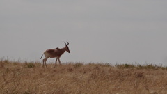 Alcelaphus buselaphus cokii