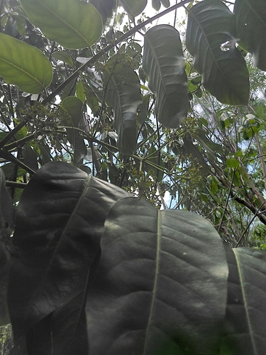 Polyscias macgillivrayi observed 2025-06-22