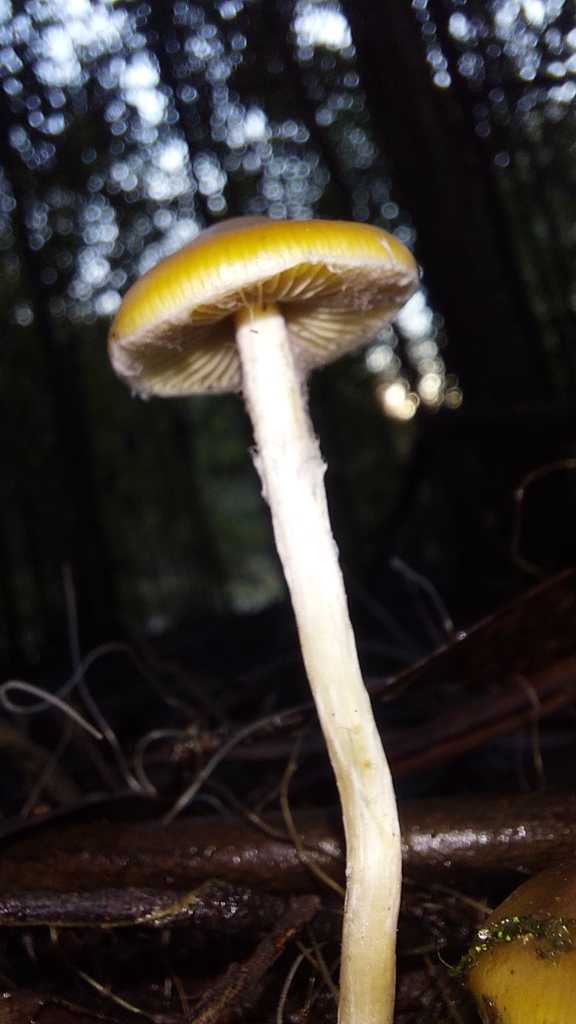 Psilocybe subaeruginosa · June 2025 · photo: © tassietravelsblog (iNaturalist, cc0)