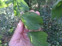 Cornus mas