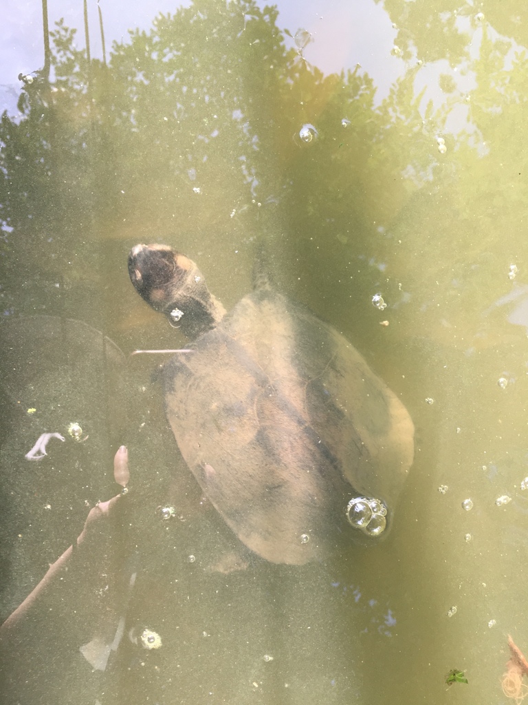 Black Marsh Turtle