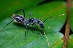 Camponotus gambeyi