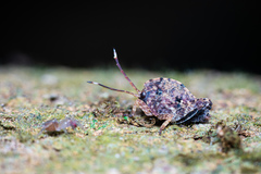 Hyperyboella orphania
