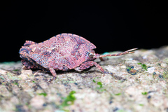 Hyperyboella orphania