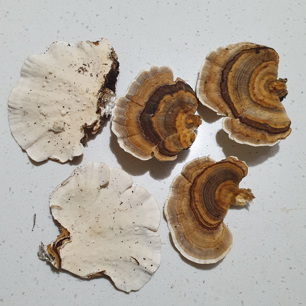 Trametes versicolor · June 2025 · photo: © corli (iNaturalist, cc-by)