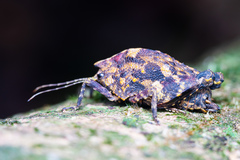 Hyperyboella orphania