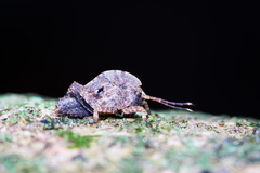 Hyperyboella orphania