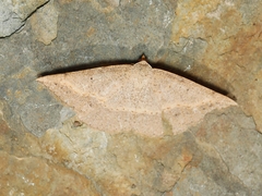 Taxeotis perlinearia