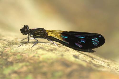 Aristocypha spuria