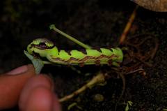 Eupanacra