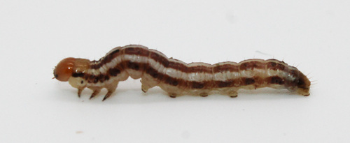 Seaside Goldenrod Borer Moth photo 4