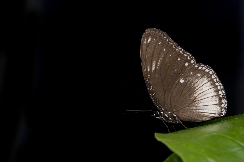 Hypolimnas anomala