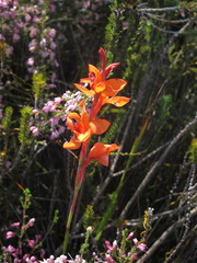 Watsonia stenosiphon