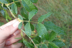 Rosa canina