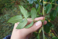 Rosa canina
