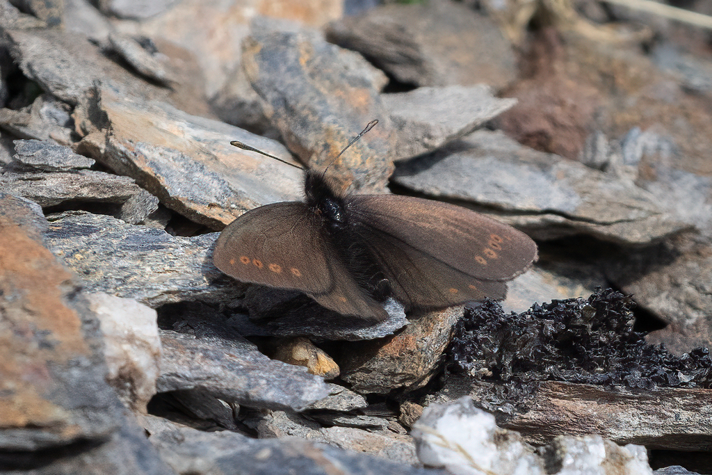 Scree Alpine