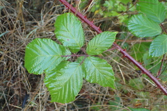Rubus