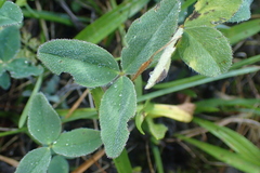 Trifolium pratense