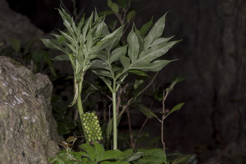 Amorphophallus henryi (Amorphophallus henryi)