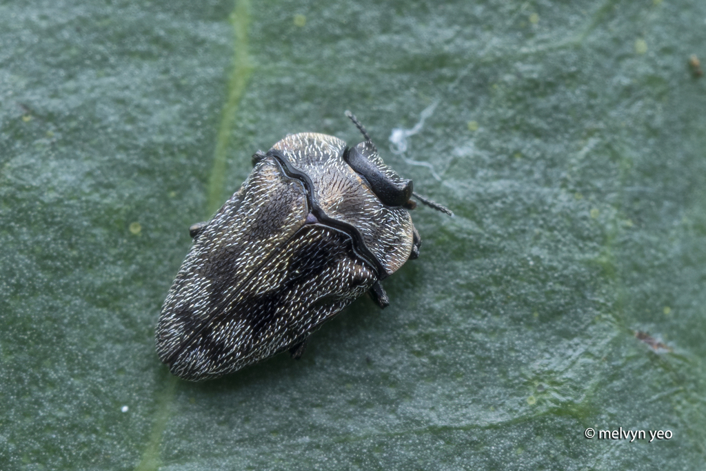 Habroloma pseudacutum