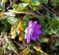 Primula minima