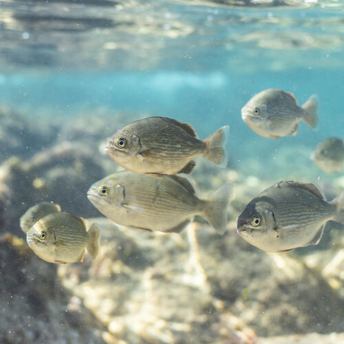 Buff bream (Kyphosus sydneyanus) — Kyphosidae — 5