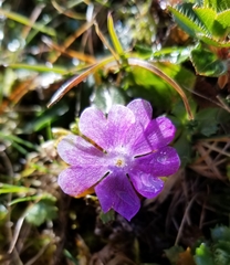 Primula minima