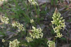 Stackhousia subterranea
