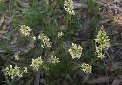 Stackhousia subterranea